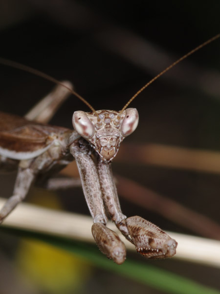 Ameles sp, Mantidae, Kroatia, 05.2011